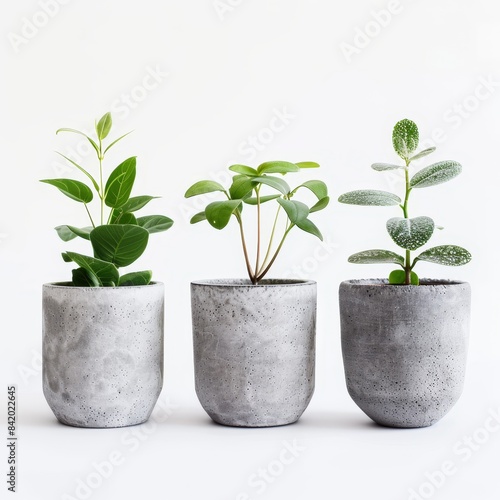 three small plants in concrete pots on white background