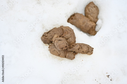 Принти на полотні dog excrement on snow, dog shit on white background, animal excrement on snow