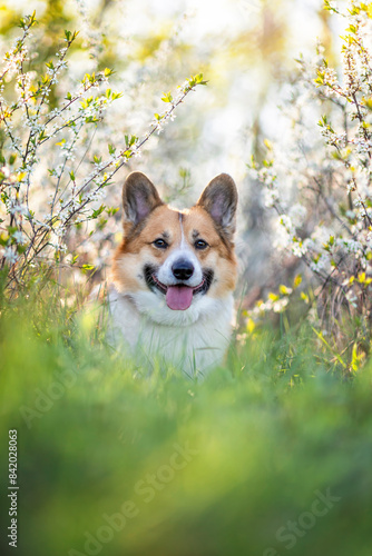 a cute corgi dog sits in a spring sunny garden among young flowering bushes