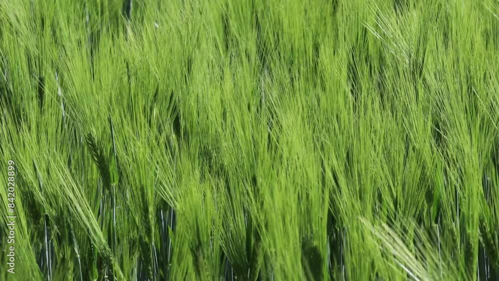 Kallaste, Estonia A green wheat field growing in the summer Kallaste, Estonia A green wheat field growing in the summer