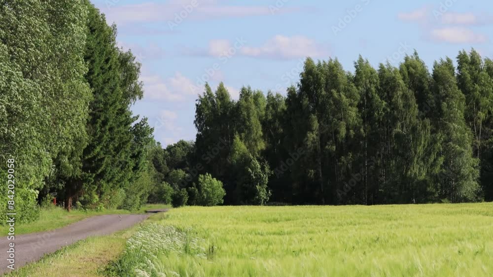 Kallaste, Estonia A green wheat field growing in the summer Kallaste, Estonia A green wheat field growing in the summer