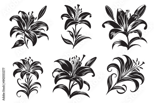 Lily flower vector illustration