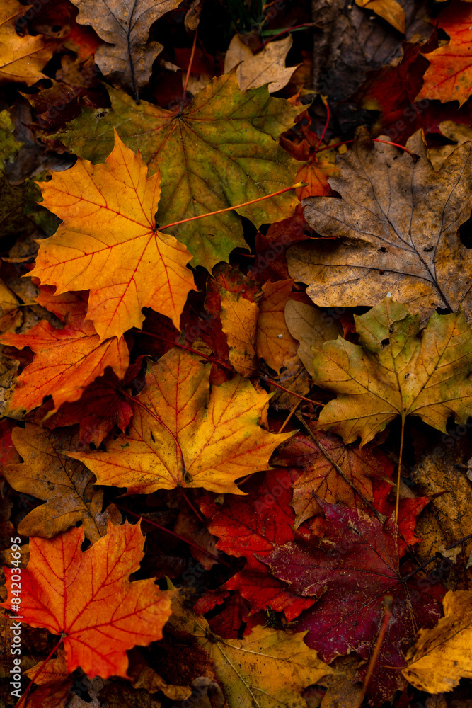 many autumn colorful maple leaves texture background many autumn colorful maple leaves texture background