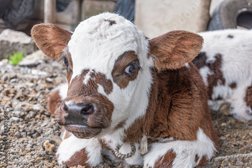 portrait of a Norman breed calf looking at camera, Bos taurus taurus photo