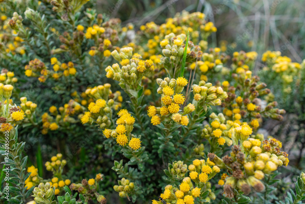 flowers and plant of Monticalia vaccinioides, plant of cold climates flowers and plant of Monticalia vaccinioides, plant of cold climates