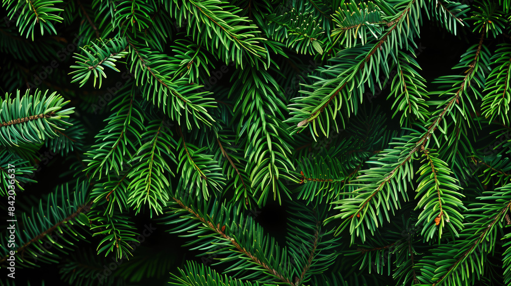 Fir tree background banner, Christmas tree branches green texture, no decorations Fir tree background banner, Christmas tree branches green texture, no decorations