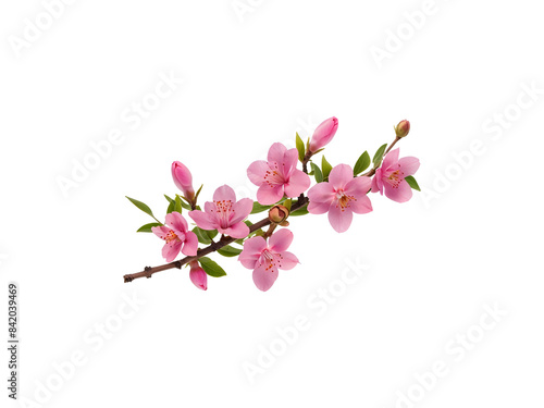 pink flowers twig isolated on transparent background cutout.
