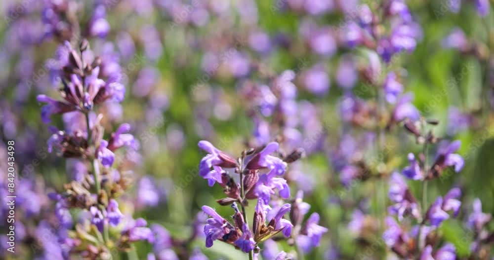 Close-Up of sage blossom moving in slow motion in the wind Close-Up of sage blossom moving in slow motion in the wind