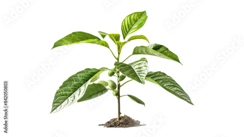 A young green sapling with fresh leaves, isolated on a transparent background, highlighting the early stages of plant growth © Phatharaporn