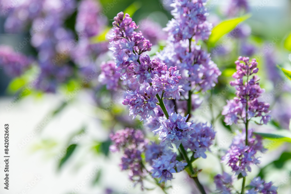 Lilac flowers сlose-up photo with selective soft focus Lilac flowers сlose-up photo with selective soft focus