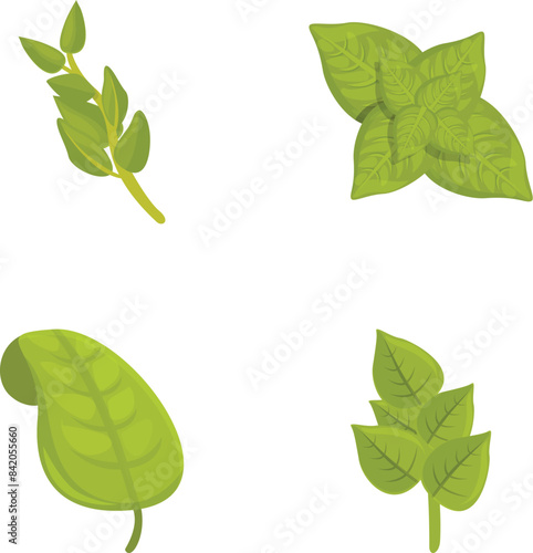 Basil icons set cartoon vector. Basil stem with green leaf. Healthy herbal plant