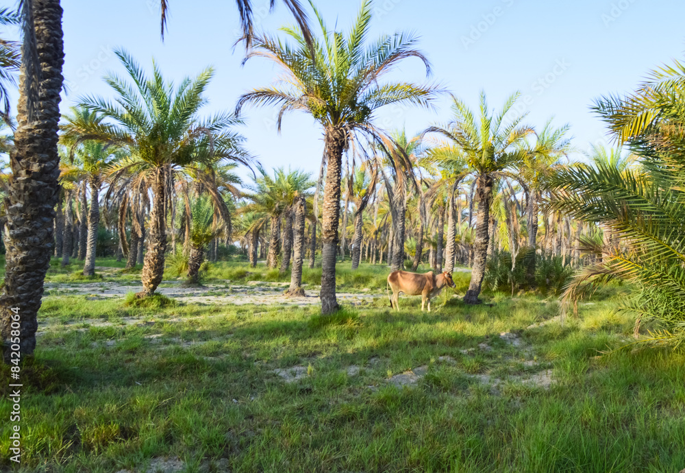 Cow in the dates fruit farm palm trees Cow in the dates fruit farm palm trees