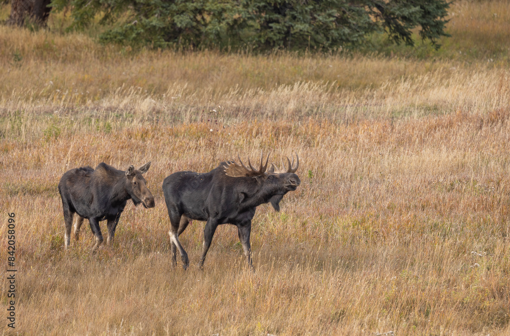 Naklejka premium Bull and Cow Moose Rutting in Autumn in Wyoming