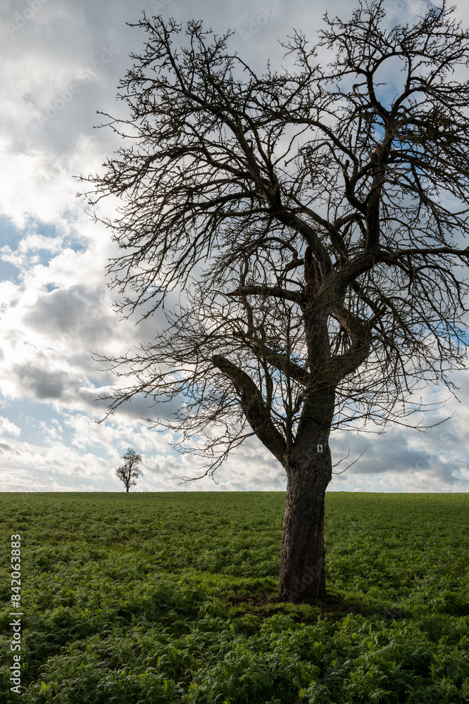 Obraz premium trees in the field