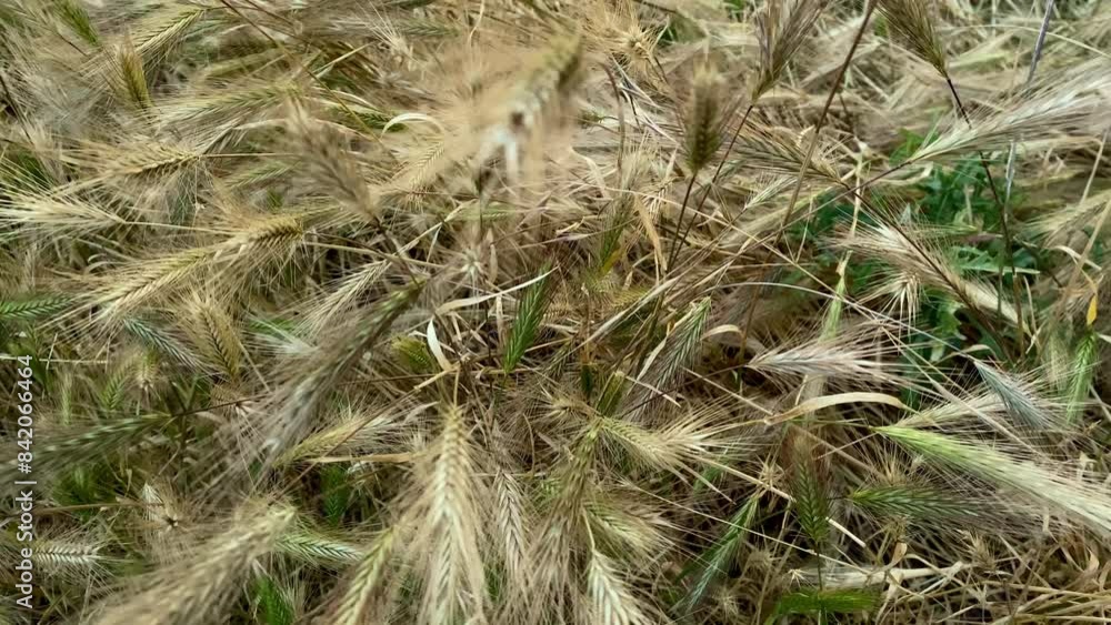 Dry spikes move in the wind. Dry grass in the field. Dry spikes move in the wind. Dry grass in the field.