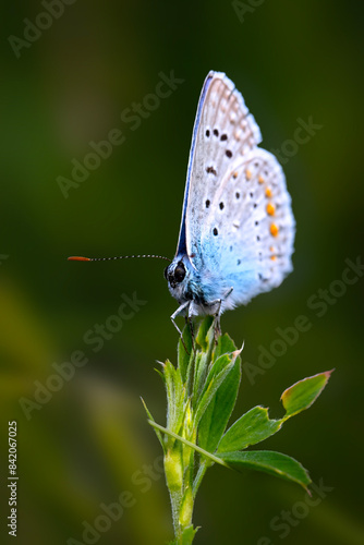 Pontic Blue. Polyommatus coelestina. Nature background.  photo