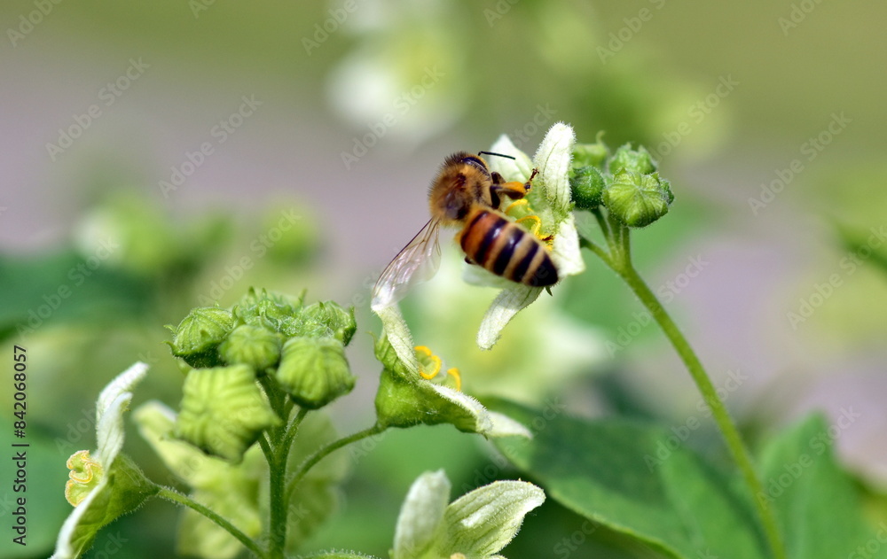 Biene auf einer Zaunrübe im Frühling Biene auf einer Zaunrübe im Frühling