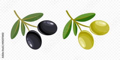 Flat Vector Black and Green Olives Set. Hand Drawn Olive Tree Berry, Branch Clipart. Olive Twig with Leaves. Design Template for Olive Oil Products, Packaging, Food Concept