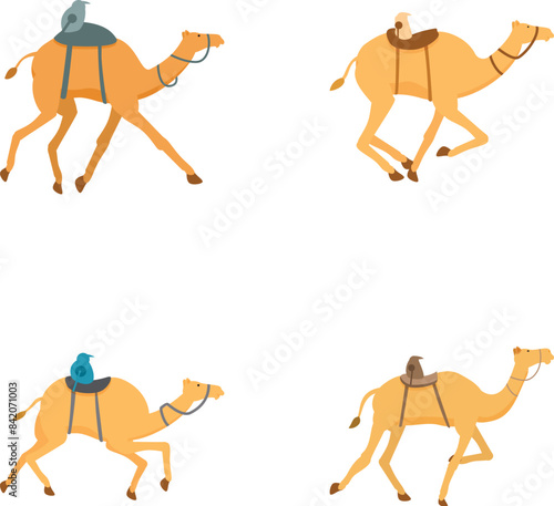 Four vector illustrations of cartoon camels with saddles, depicted in different poses