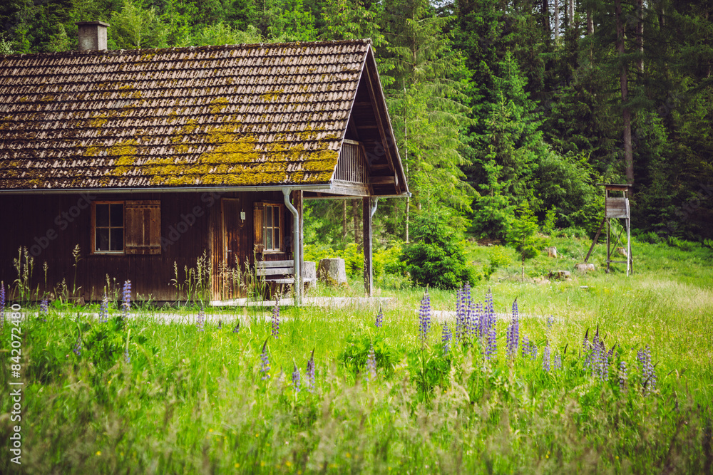 Obraz premium Holzhütte im Wald - Altdorfer Wald in Oberschwaben