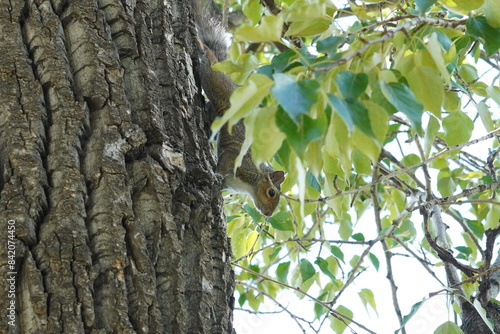 squirrel on a tree