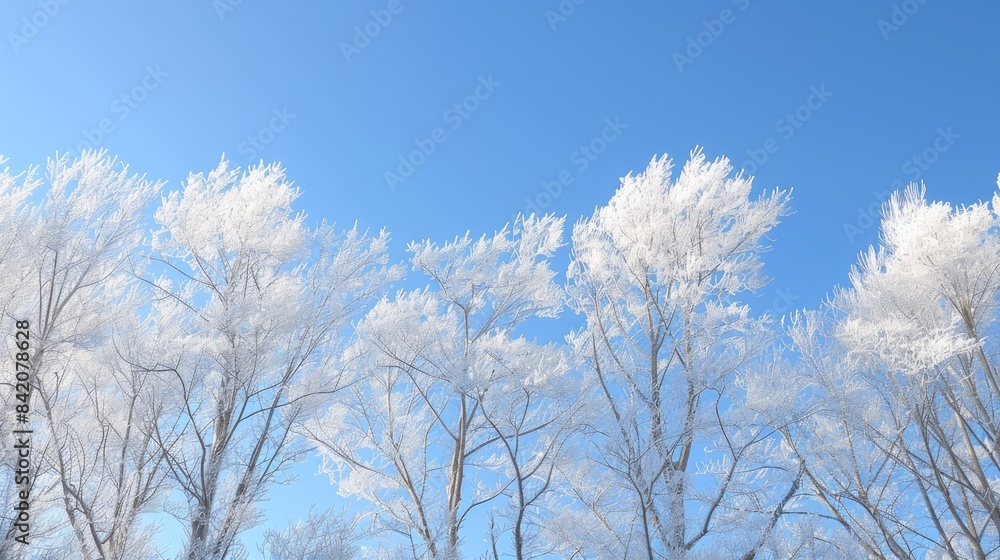 Winter trees under a clear blue sky Winter trees under a clear blue sky