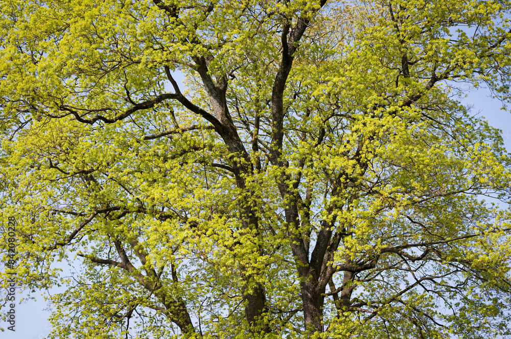 Beautiful maple tree in spring opening first bright yellowish green leaves Beautiful maple tree in spring opening first bright yellowish green leaves
