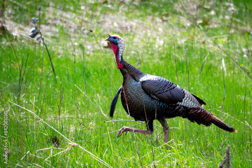 Obraz na plátně A large tom wild turkey walks through a meadow in early May.