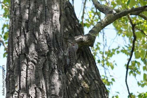 woodpecker on a tree