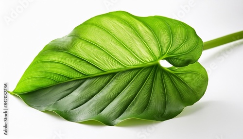 philodendron green leaf white background isolated close up homalomena rubescens leaves caladium foliage exotic tropical plant branch araceae houseplant natural design heart shape floral pattern photo