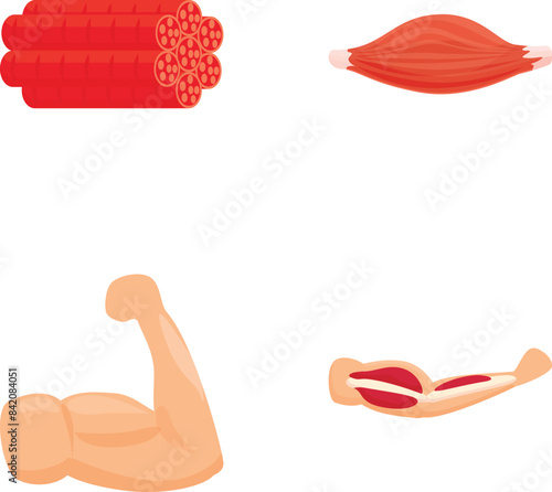 Detailed illustrations of human muscle anatomy. Including skeletal. Smooth. And cardiac muscle types. For educational biology and healthcare teaching purposes