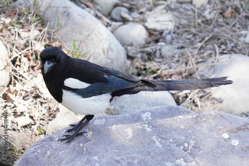 magpie on a rock