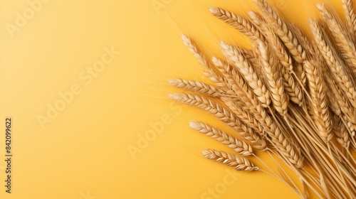 Wheat Stalks on yellow Background copyspace