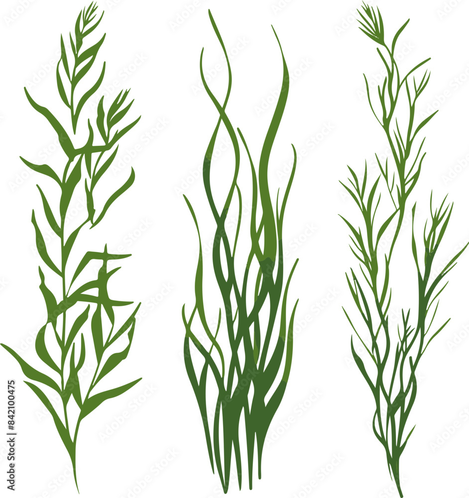 Obraz premium Illustrated Seaweed Variations Representing Marine Flora Diversity