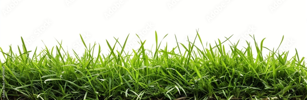 green grass border isolated on white background, studio shot, high resolution green grass border isolated on white background, studio shot, high resolution