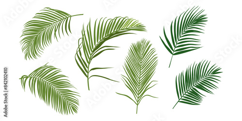 Tropical leaves vector set. Phoenix palm leaf isolated on white background. Simple flat vector.