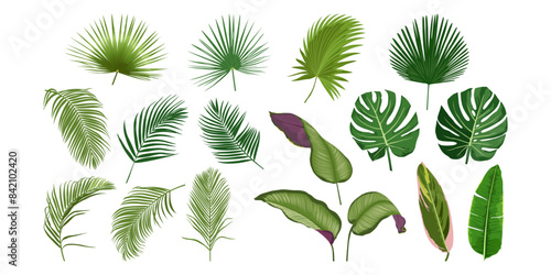 Big set of tropical leaves isolated on white background. Flat vector illustration.