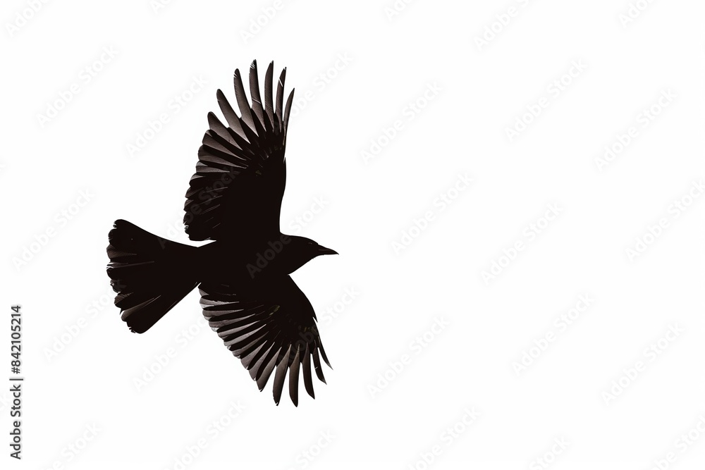 Bird silhouette flying in the sky with wings spread wide open Bird silhouette flying in the sky with wings spread wide open