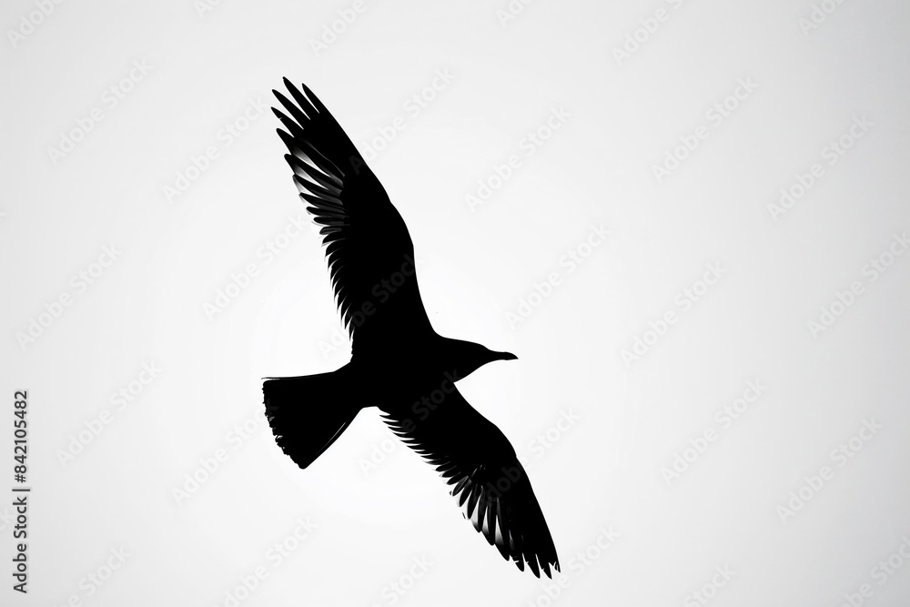Obraz premium Silhouette of a bird soaring in the sky with wings outstretched