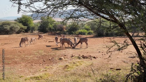 Wild Antelopes At Rustenburg In North West South Africa. African Animals Landscape. Pilanesberg National Park. Rustenburg At North West South Africa. Big Five Animals. Wildlife Safari.