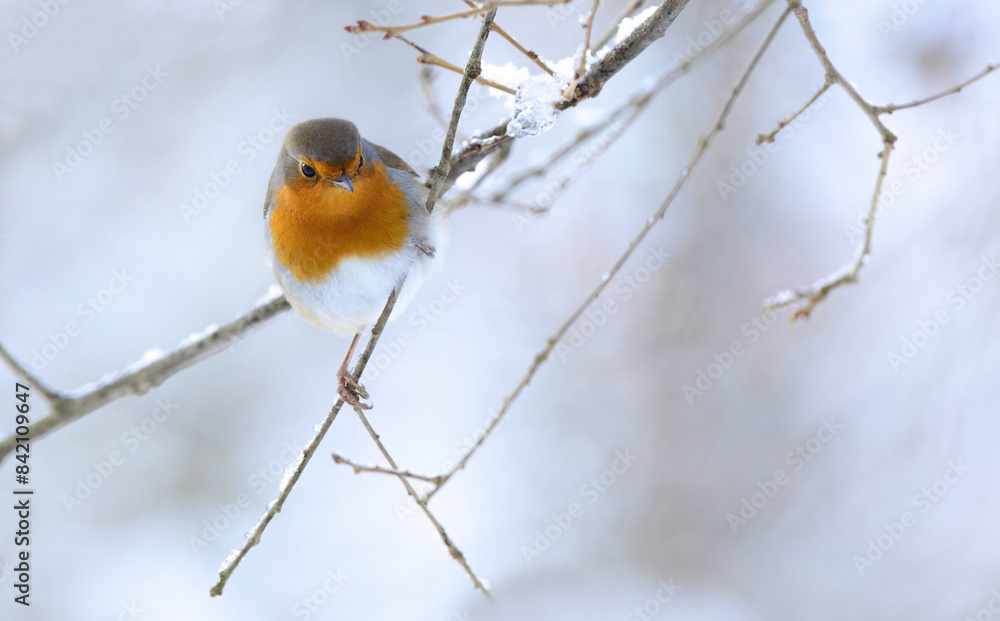 Robin perched on a frosty branch in winter Robin perched on a frosty branch in winter