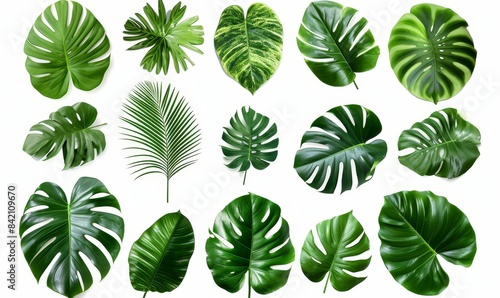 set of exotic big leaf green interior home plant for decoration and different foliage leaves and petals closeups cotout isolated on white png background, Generative AI © Art Gallery