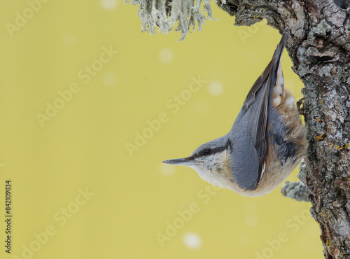 Eurasian nuthatch perched upside down on a bark photo