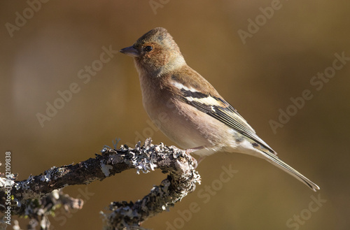 Chaffinch perched on a lichen-covered branch in natural habitat photo