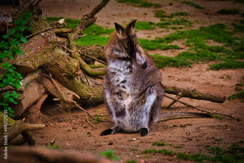 Wallaby grooming in natural habitat