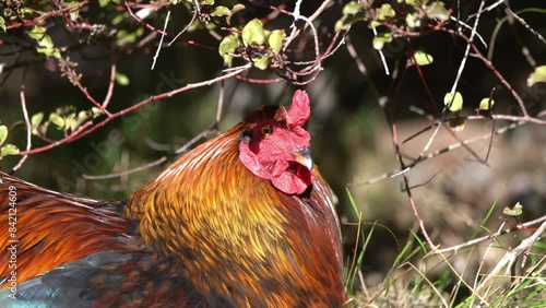 rooster sitting in the grass