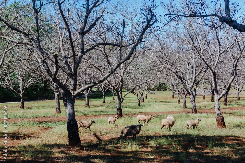 Sheep grazing in an orchid field in springtime. Middleton, California, United States of America. Sheep grazing in an orchid field in springtime. Middleton, California, United States of America.