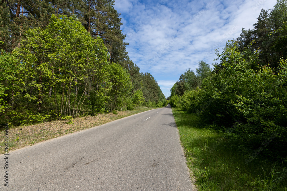 Fototapeta premium a country road of good quality in spring in a deciduous forest