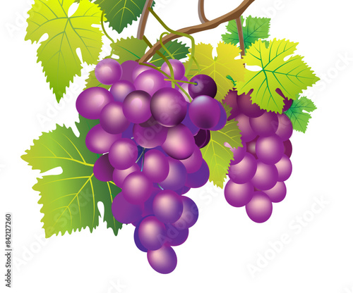 bunch of grapes