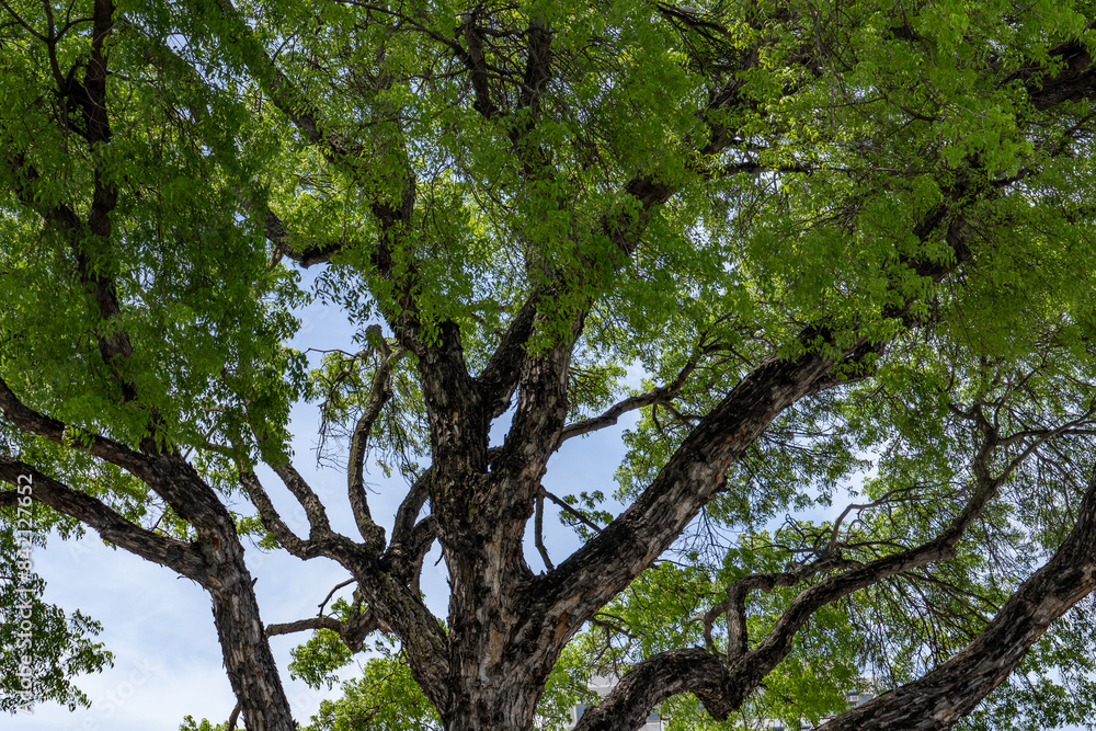 Fototapeta premium Swietenia mahagoni, American mahogany, Cuban mahogany, small-leaved mahogany, and West Indian mahogany, Kalākaua Avenue, HONOLULU, OAHU, HAWAII